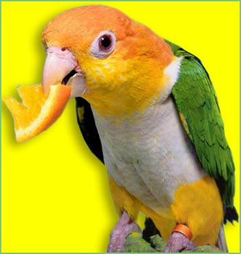 Pet Birds for Sale - White Bellied Caique Parrots for Sale - White Bellied 